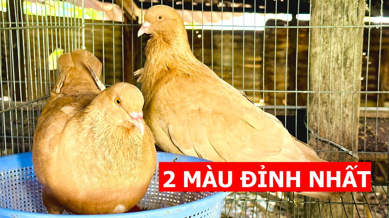 2 màu Bồ câu Gà Mỹ được săn lùng nhiều nhất mọi thời đại | Nông dân làm ...