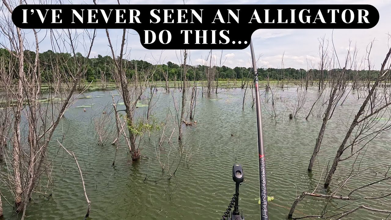 A Giant Alligator does something I've never seen while Kayak Bass Fishing!