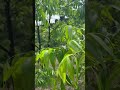Абхазия орех пекан #абхазия #абхазияотдых #очамчира