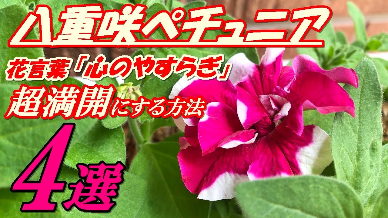 花 八重咲ペチュニアの育て方 摘芯 Youtube