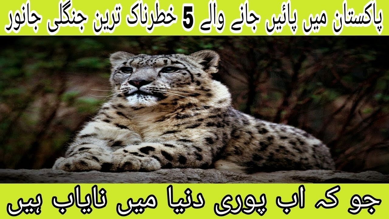 10 Wild Dangerous Animals That Found In Pakistan | Urdu | Top 10 wild ...