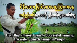 From High-Interest Loans to Successful Farming: The 26-Year-Old Water Spinach Farmer in Yangon