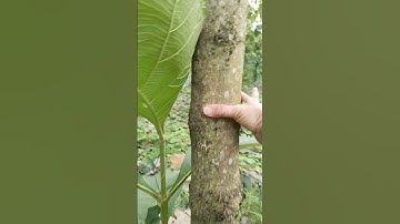 Bán cây công trình, cây giá tỵ, cây gỗ tếch, cây xanh giá rẻ 0909858136