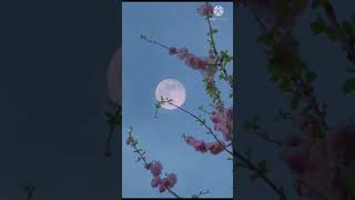 Kid  Chanda Chamke Cham Cham S