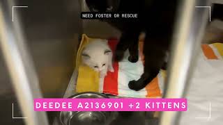 Blue alert: mom Deedee A2136901 +2 kittens @ East Valley shelter Los Angeles