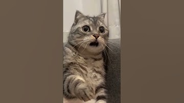 shocked kitten 😻❤️🐱😽 #shorts #youtubeshorts #shortvideo #viral #trending #cat #kitten #memes