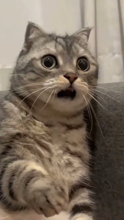 anak kucing yang terkejut 😻❤️🐱😽 #shorts #youtubeshorts #shortvideo #viral #tren #kucing #anak kucing #meme