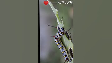 القران الكريم راحة نفسية 30 ثانية تلاوة خاشعة #القران_الكريم #تلاوة #سورة #نشر #quran #الطبيعة #قران