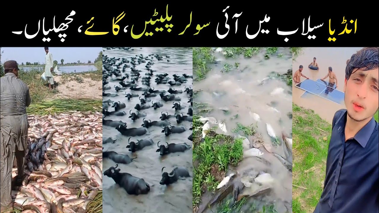 Selab ma india sa Pakistan any wali solar panels cows animals and wildlife//flood India to Pakistan