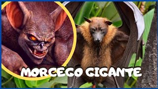 Morcego Gigante-Raposa Voadora Gigante