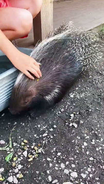 Feed the Canadian Porcupine 1.7M views ❤️