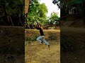 new back flip 🤸 practice #flip #backflip #youtubeshorts #viral #trending #vikash flipper01..