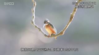 鮮やか、癒やしのカワセミ　神奈川県立三ツ池公園／神奈川新聞（カナロコ）