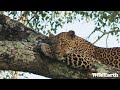 Safarilive sunrise  11 may 2024