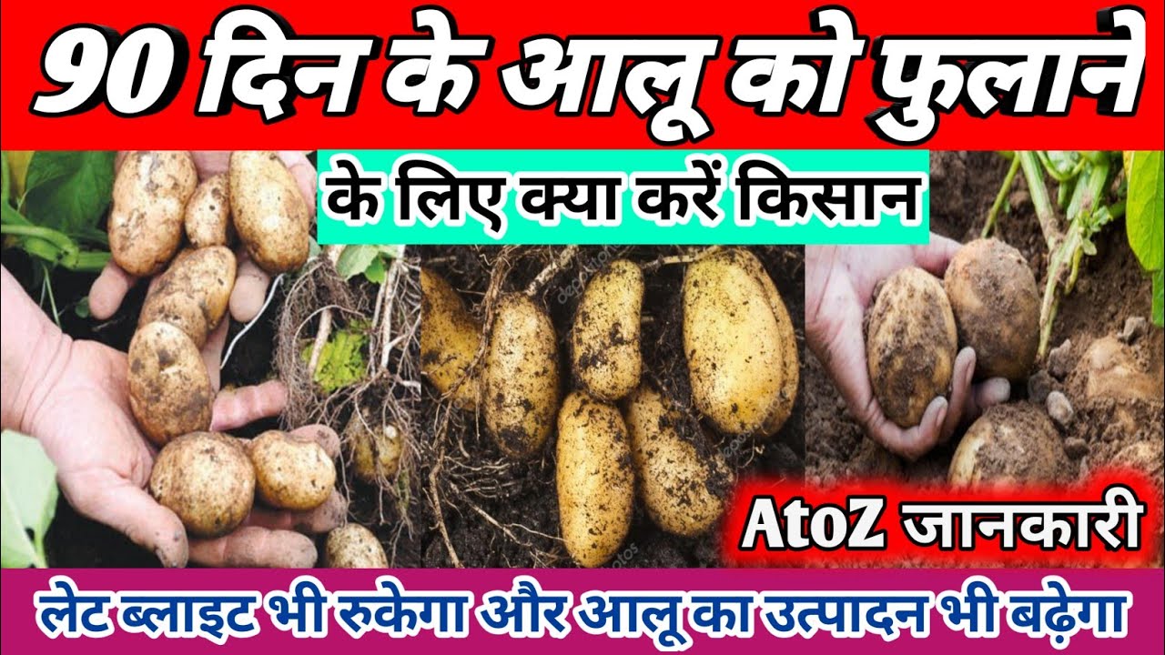 90 दिन के आलू को फुलाने के लिए क्या करें Aalu ko kaise fulaye Aalu