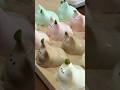 猫プリンを大量に買って揺らしたらｗｗｗｗｗｗｗｗ
