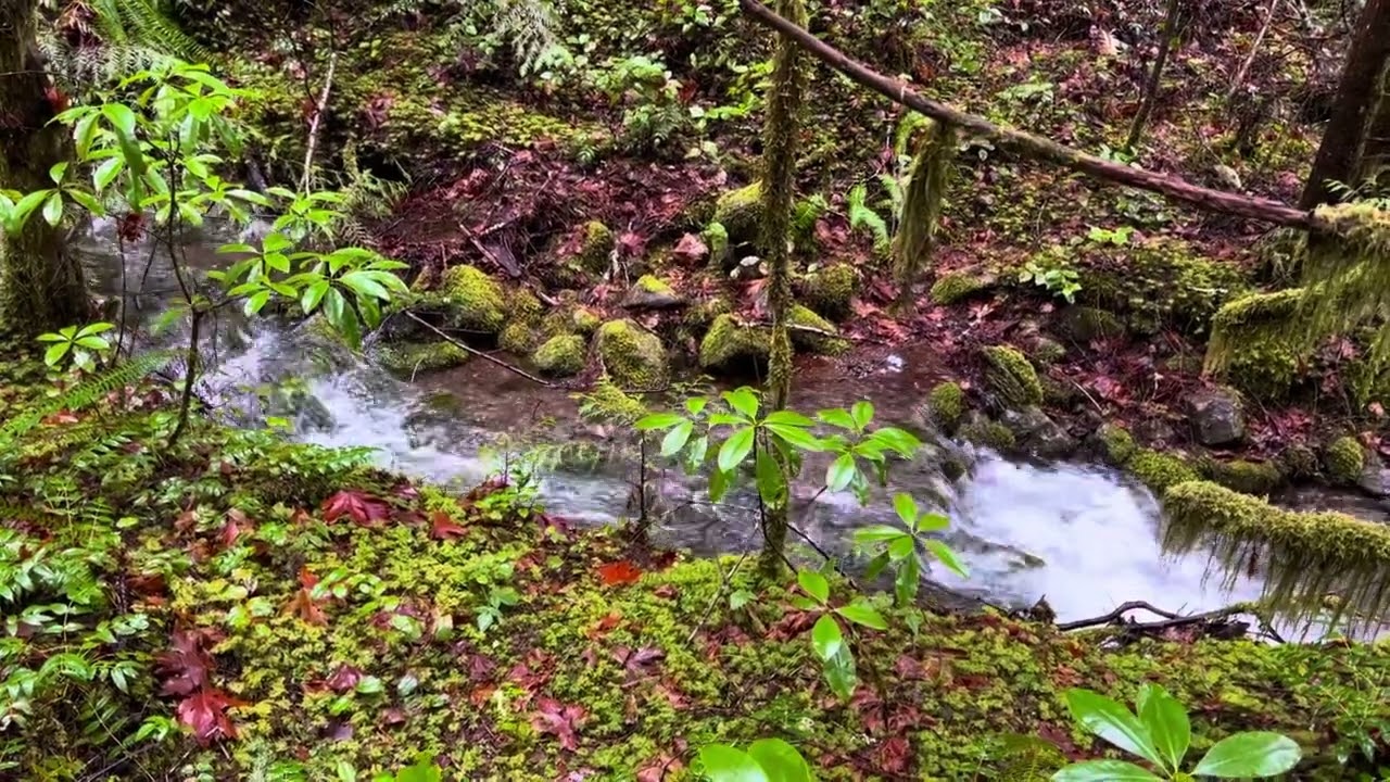 Stress Relief at a Creek
