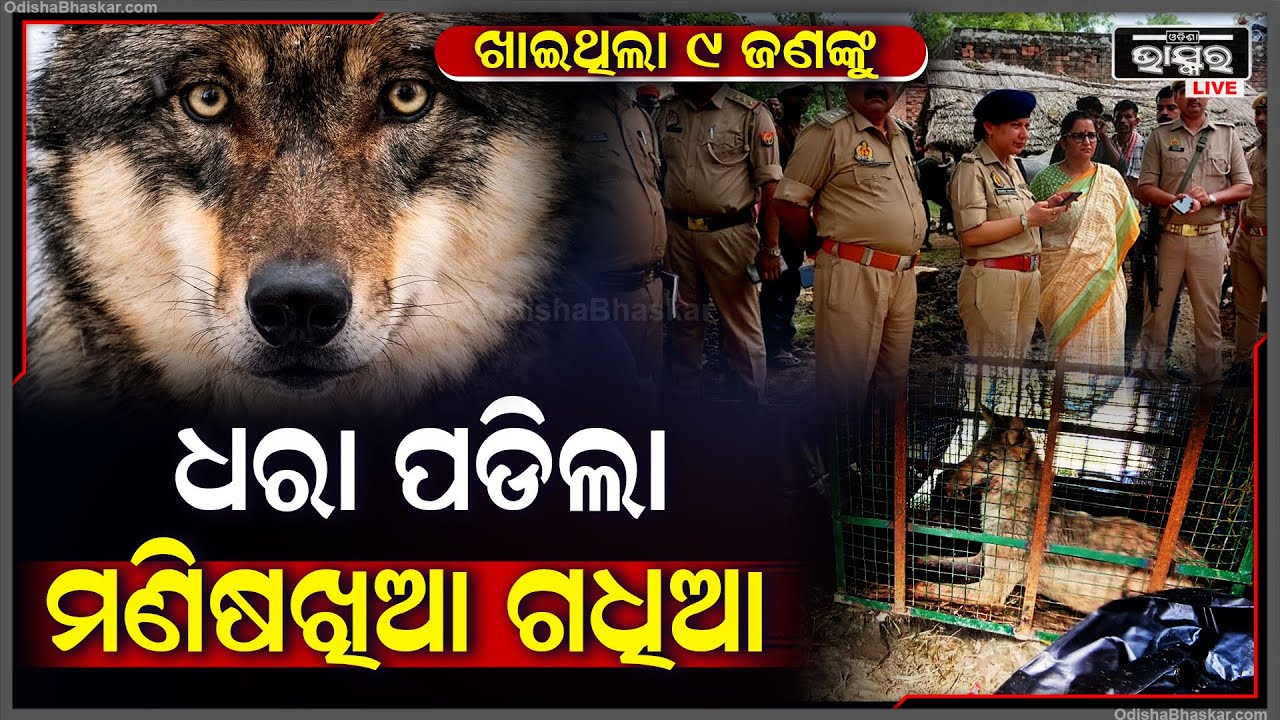୯ ଜଣଙ୍କୁ ଖାଇ ଖସି ପାରିଲାନି ଗଧିଆ, ଜାଲ ପକାଇ ଏମିତି ମାଡି ବସିଲା ବନ ବିଭାଗ
