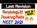 "Morphology Of Flowering Plants"In Just 1 Hour🔥🔥| Neet 2021: Final Revision