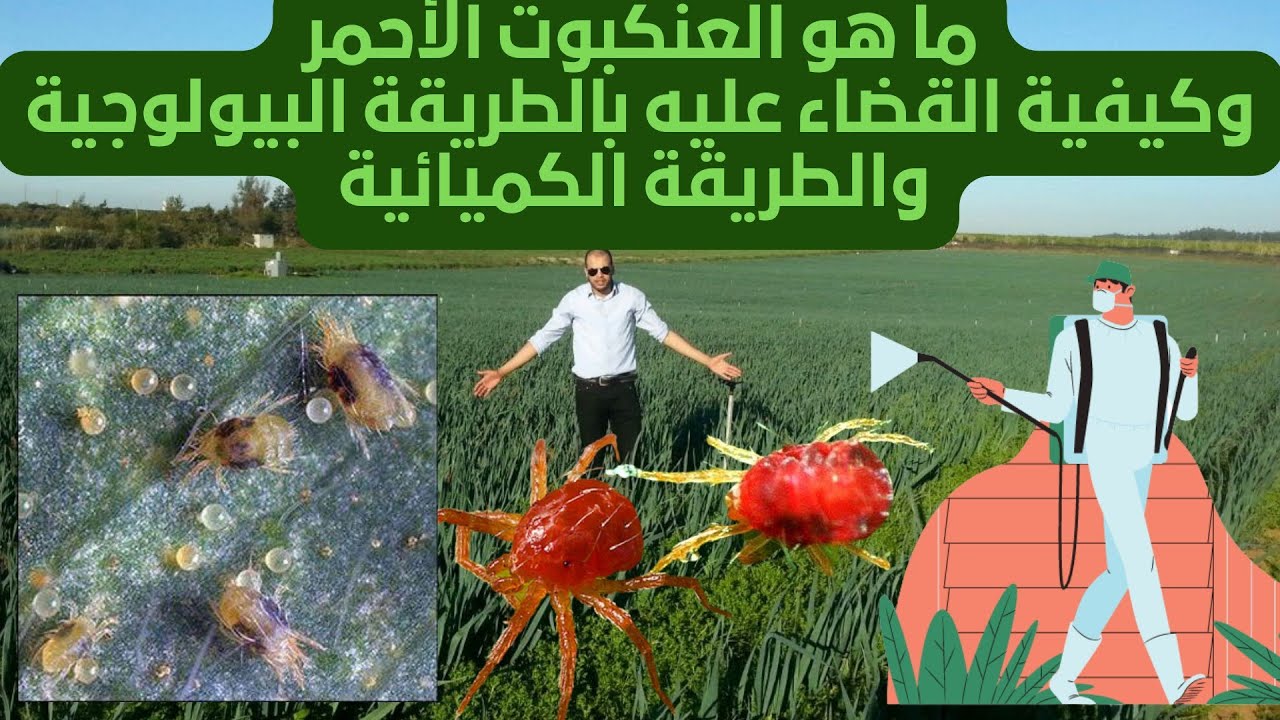 العنكبوت الأحمر 🕸️ رتيلة 🕷️ الأكروسات    les acariens ما هي وطرق القضاء عليها بيولوجيا و كيميائيا ⚗️