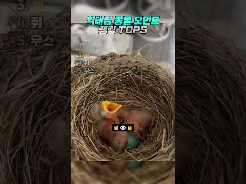 역대급 동물 모먼트 5