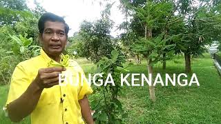 BUNGA KENANGA ADA HARUMAN ADA KHASIAT ADA MISTERI.......ada rahsia....