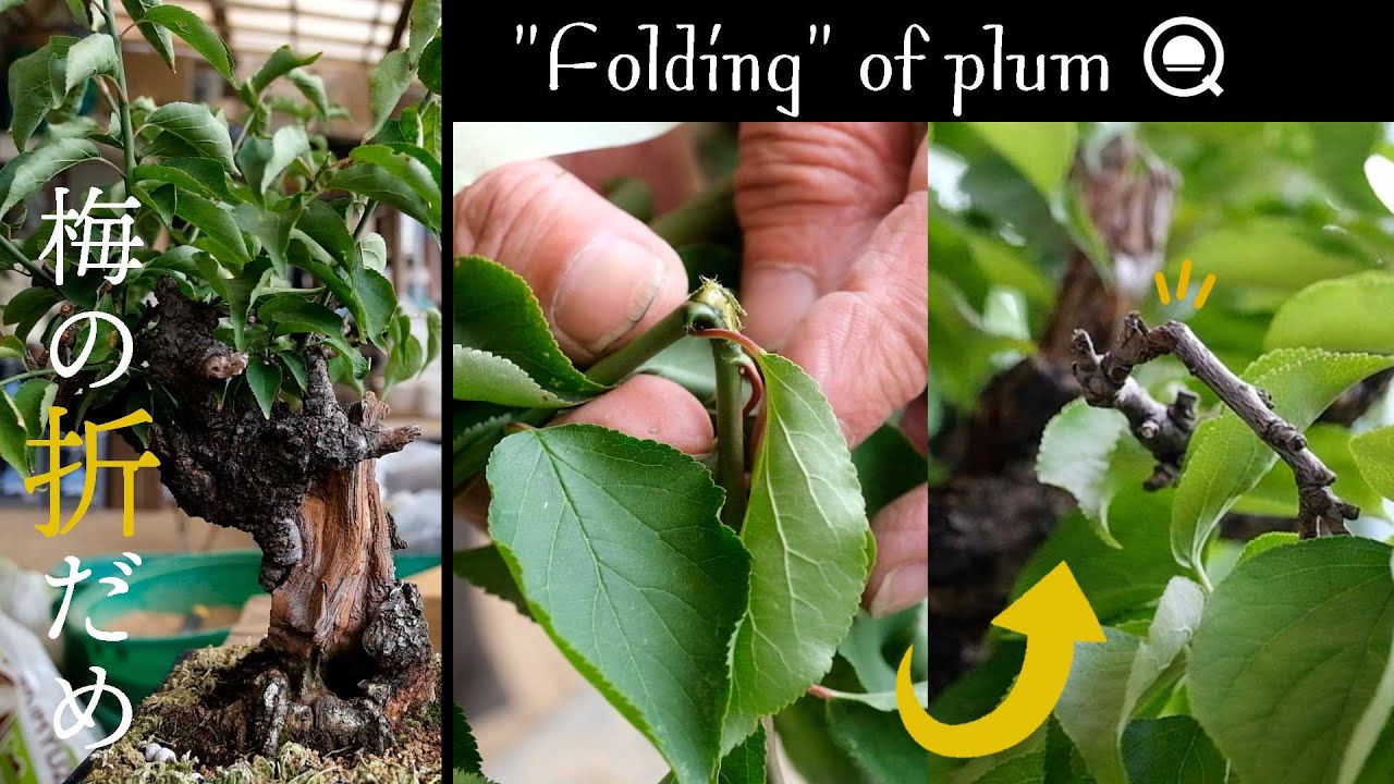 【梅】懐に枝を作る？梅の「折だめ」の方法とは？【盆栽Q】