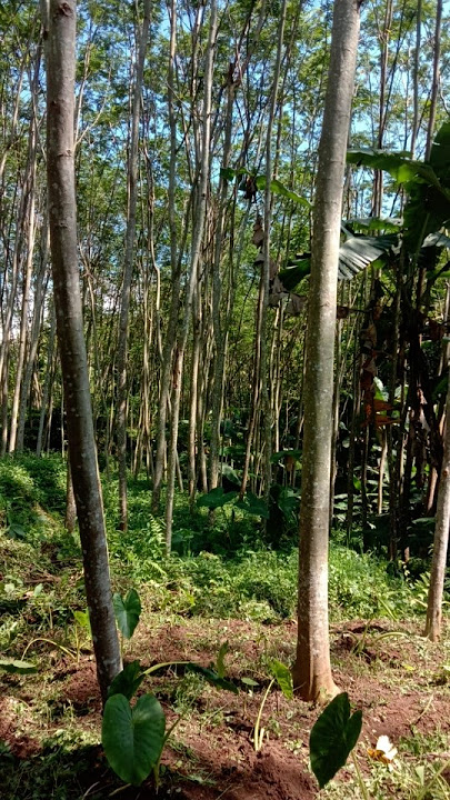 Mentari mulai bersinar#nature#beauty#agriculture#mountainswiev#0807mlm