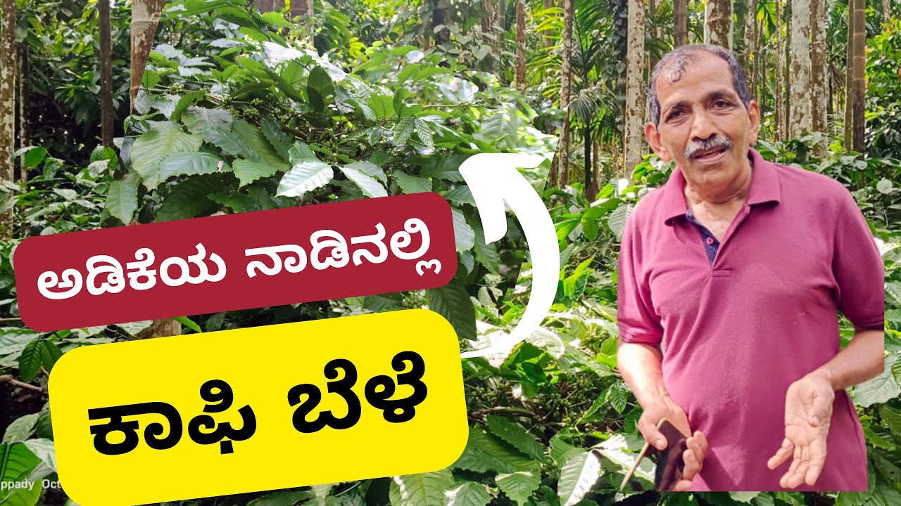 ಅಡಿಕೆಯ ಜೊತೆ ಕಾಫಿ ಬೆಳೆ