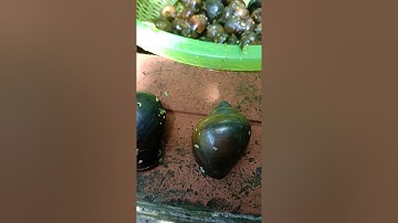 Kn11: Phân biệt ốc bươu đen, ốc lác,  ốc bươu vàng