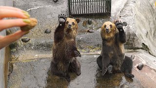 Visiting Japan's 'Humanlike' Bear Park | Hokkaido Noboribetsu Bear Park | ASMR