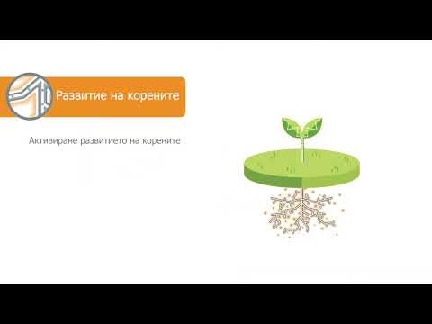 Видео: Кореново и листно подхранване на растенията: какво е това? Изборът на торове, подхранване с корен, железен витриол и калциев нитрат