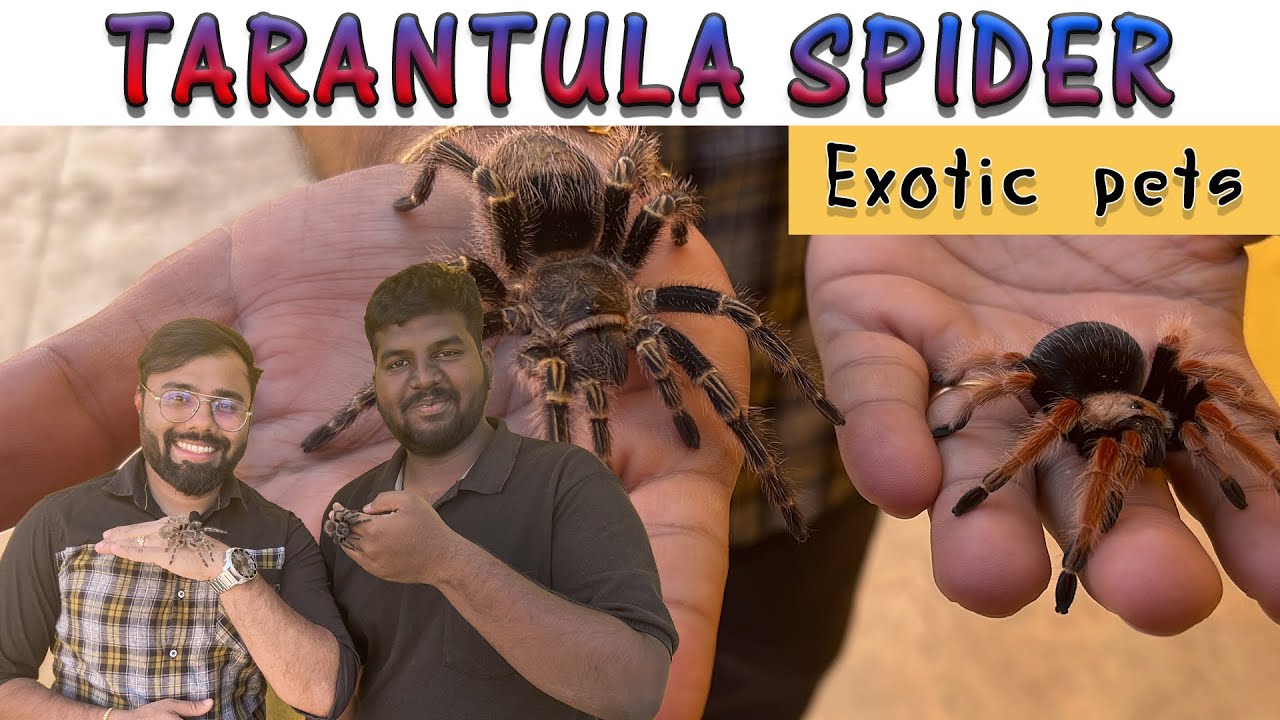 Tarantula சிலந்தி | இதையெல்லாமா pet-ஆ வளர்க்கராங்க..? Rare Exotic Pet Animal Farm | Coimbatore