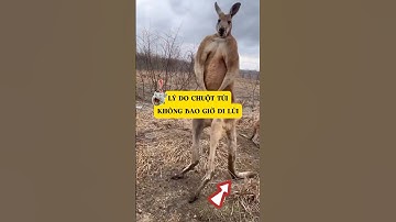 Chuột túi không biết đi lùi...vì sao? #khampha #kangaroo