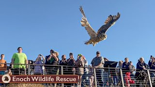 3 Great Horned Owls Released Back to the Wild!