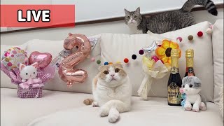 【生配信】はなちゃん2歳のお誕生日ライブ🎂🎊