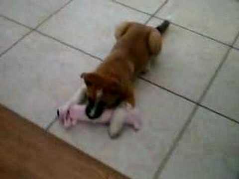 Cutest Puppy in the World