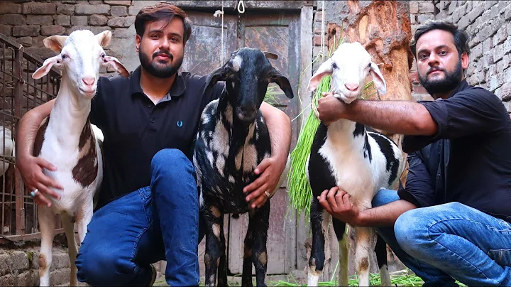 Barbara Teddy & Ablak Goats Of Khurram Lahore 2021