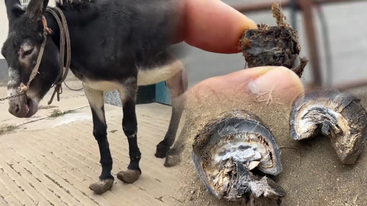 Толстые копыта скрывают камни? Так расслабляет!