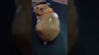 Hamster Jumpscare