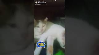 Sayangi Yang Dibumi Maka Yang Dilangit Akan Menyangimu 