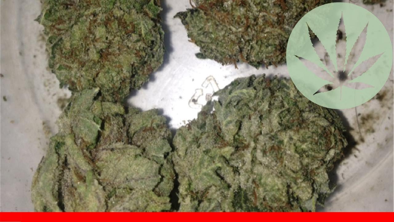 La Kush - All About This Strain