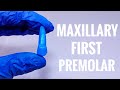 Maxillar First Premolar Carving نحت الـ Upper 4 لطلبة سنة أولى أسنان Maxillar First Premolar Carving نحت الـ Upper 4 لطلبة سنة أولى أسنان