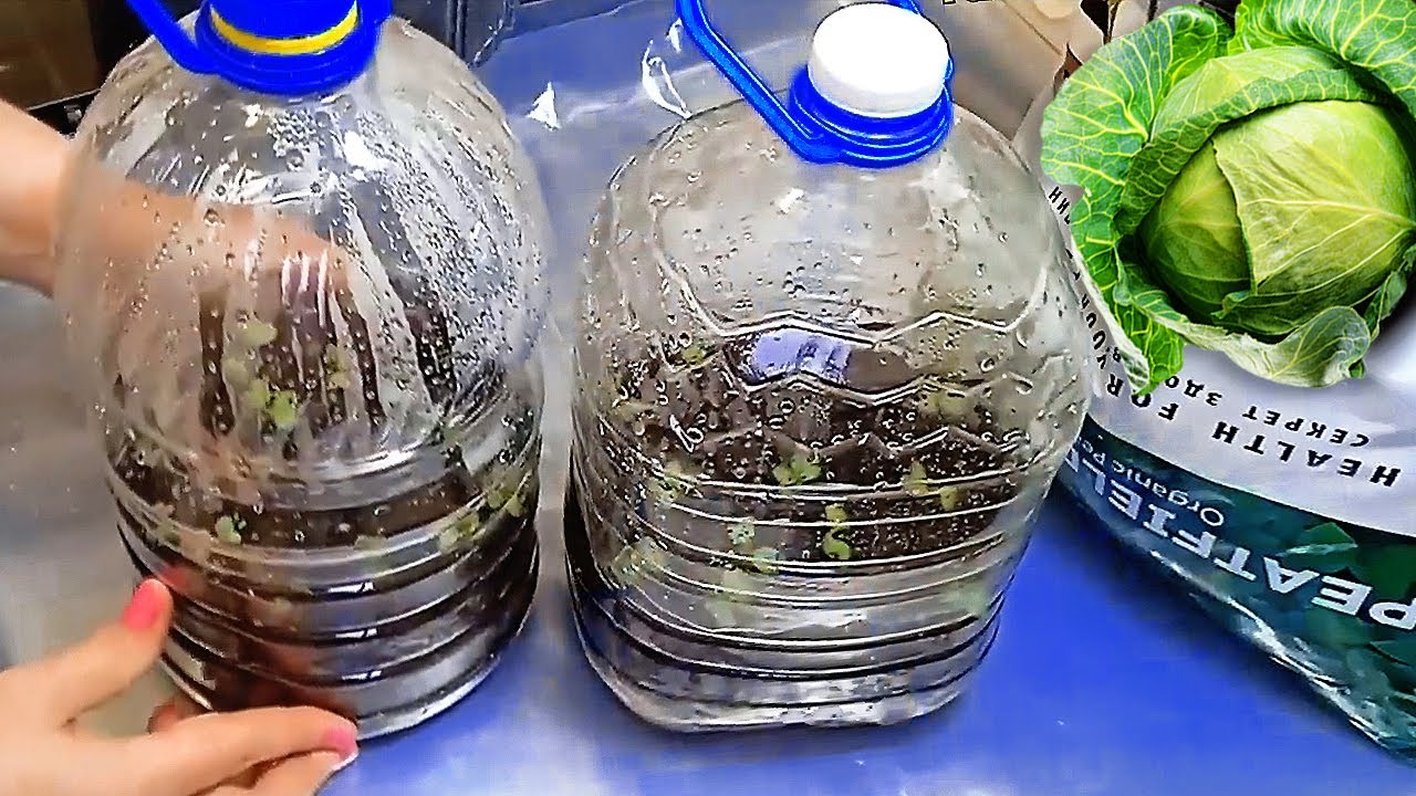 Міцна Розсада Капусти без ламп та пікіровки! Не хворіє, швидко приживається в ґрунті.