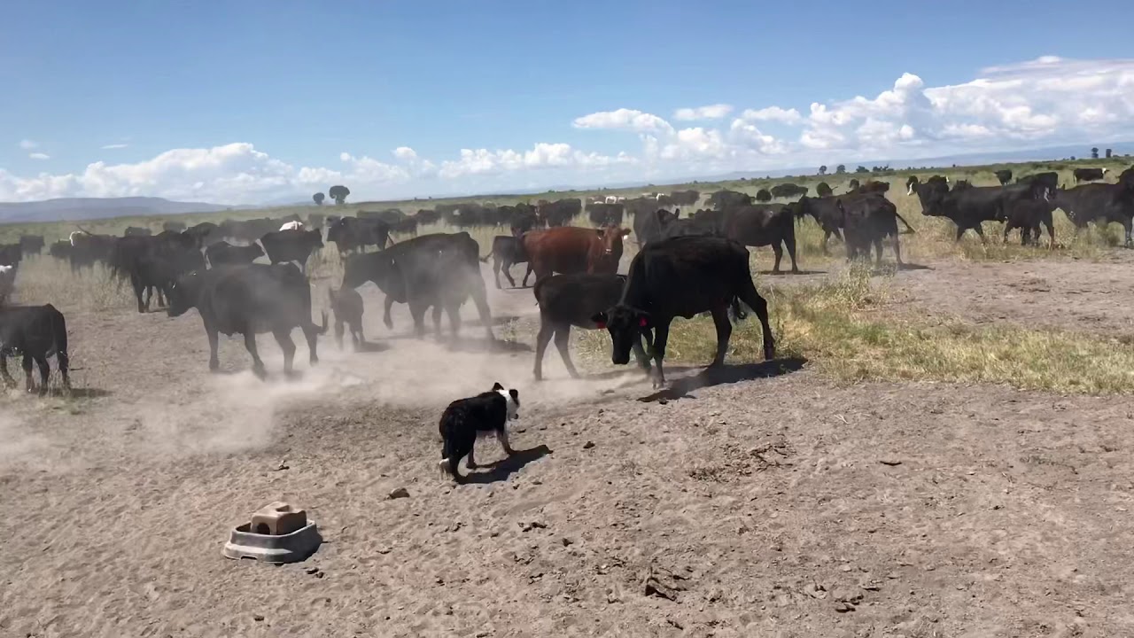 Scootch trailing cows - YouTube