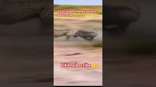 Macan Tutul Vs Babi macan shorts subscribe