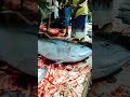Huge Fresh Tuna Fish Al Mukalla سمكة تونا ثمد جامبو المكلا