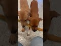 Bailey video