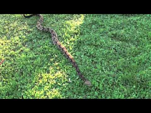 rattle meaning in english Canebrake Rattlesnake