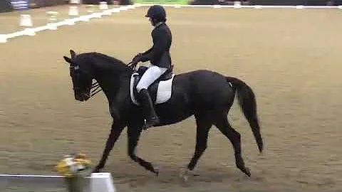 Fay Fowler & Freckleton Melody BD Petplan National...
